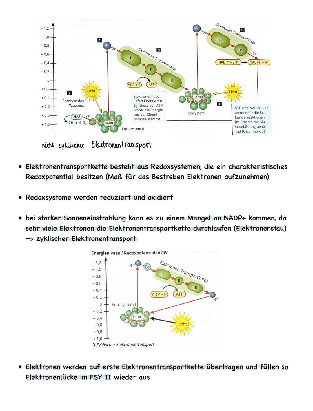 Zusammenfassung
# Fotosynthese

Bau und Funktion des Blattes

wachsartige Cuticula
► Verdunstungsschutz

chloroplastenfreie, licht durchläss