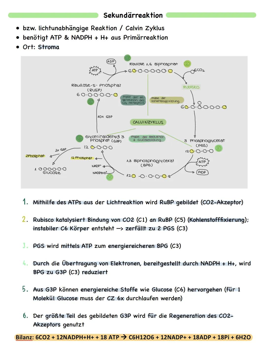 Zusammenfassung
# Fotosynthese

Bau und Funktion des Blattes

wachsartige Cuticula
► Verdunstungsschutz

chloroplastenfreie, licht durchläss