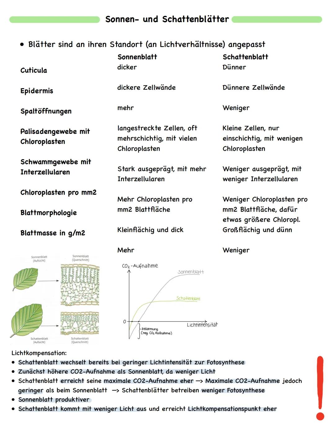 Zusammenfassung
# Fotosynthese

Bau und Funktion des Blattes

wachsartige Cuticula
► Verdunstungsschutz

chloroplastenfreie, licht durchläss
