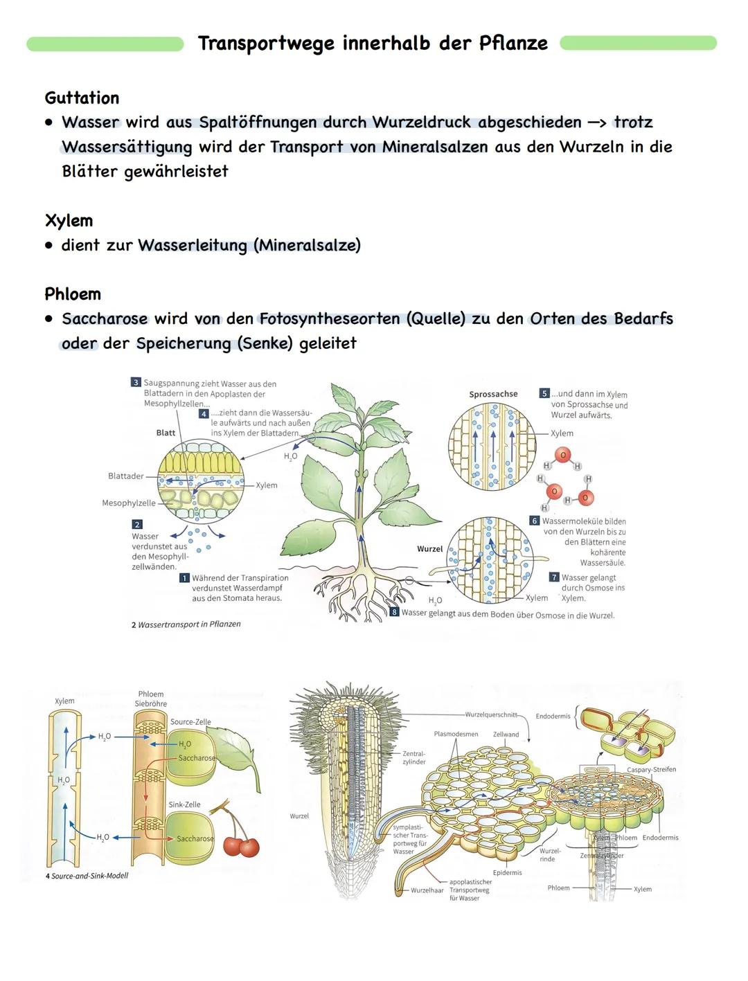 Zusammenfassung
# Fotosynthese

Bau und Funktion des Blattes

wachsartige Cuticula
► Verdunstungsschutz

chloroplastenfreie, licht durchläss