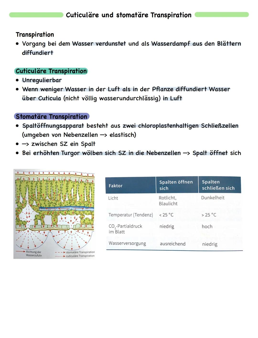 Zusammenfassung
# Fotosynthese

Bau und Funktion des Blattes

wachsartige Cuticula
► Verdunstungsschutz

chloroplastenfreie, licht durchläss