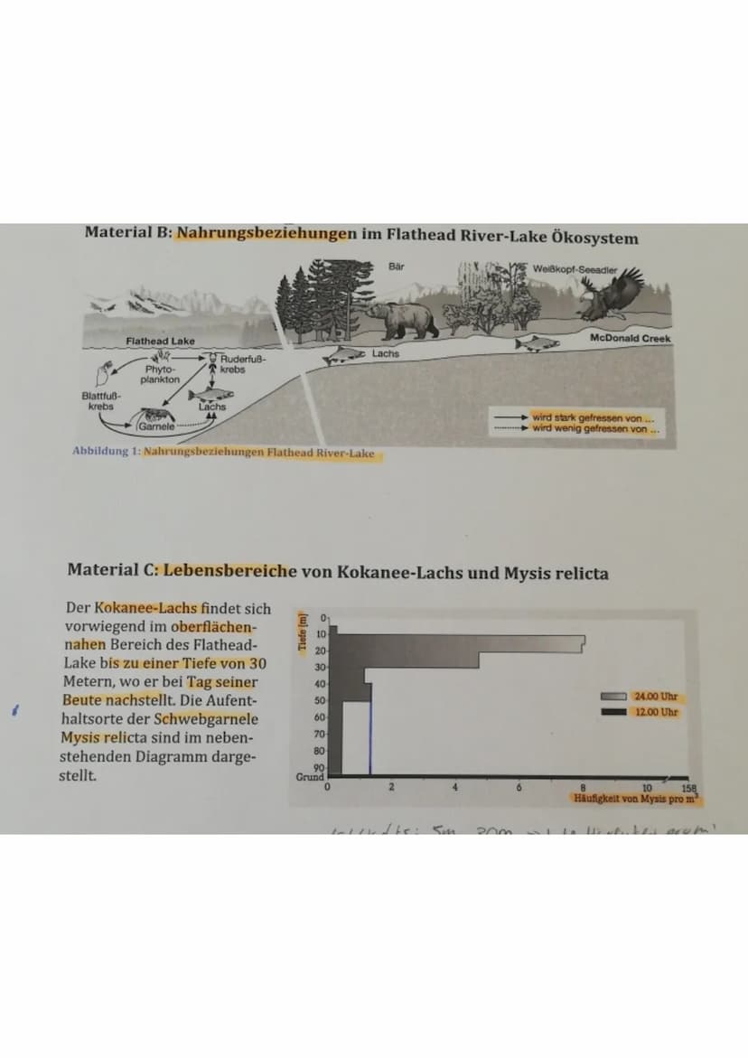 Aufgabe 1.1:
Die Schülerin / der Schüler
zeichnet die Nahrungskette:
Phytoplankton (Produzenten) → Ruderfußkrebs/ Blatt-
fußkrebs (Primärkon