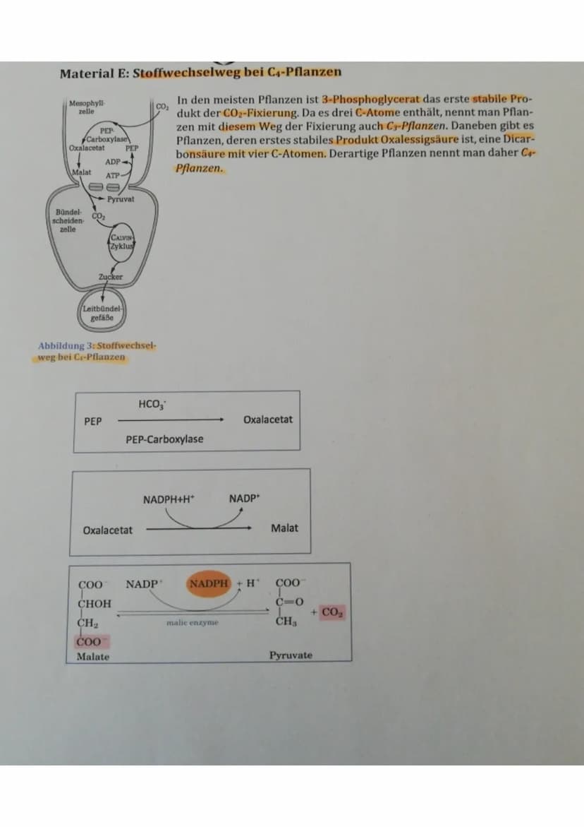 Aufgabe 1.1:
Die Schülerin / der Schüler
zeichnet die Nahrungskette:
Phytoplankton (Produzenten) → Ruderfußkrebs/ Blatt-
fußkrebs (Primärkon
