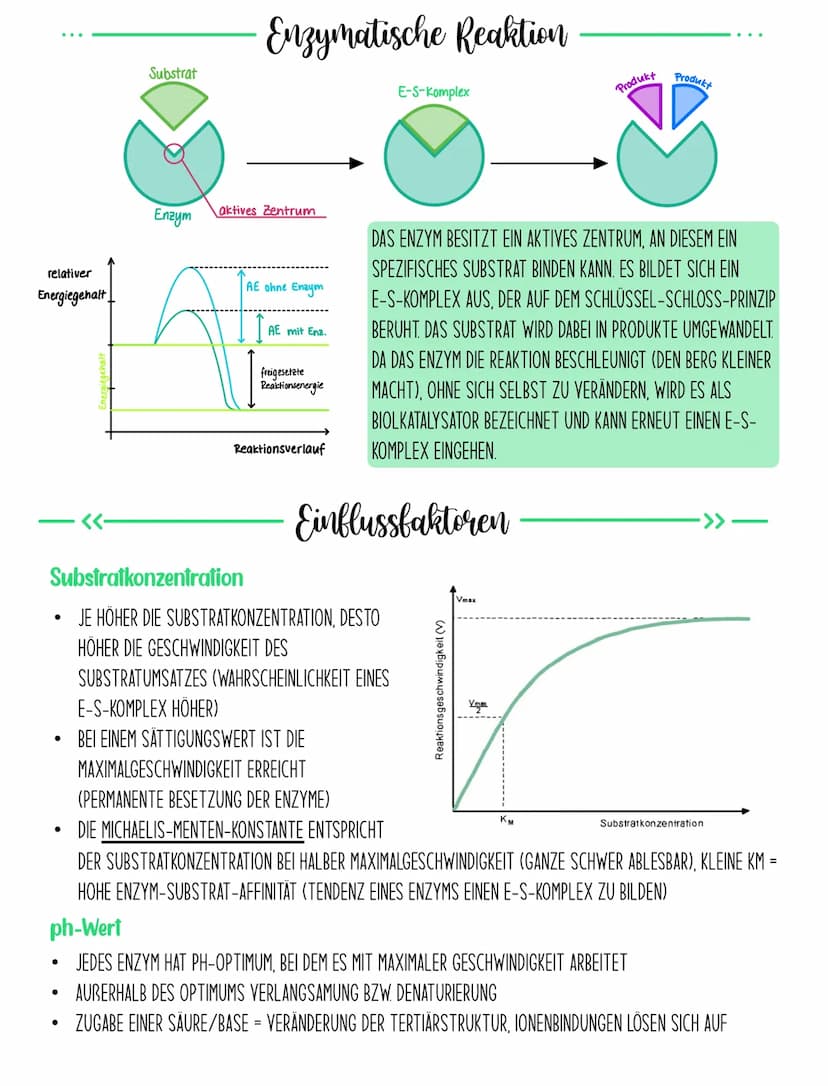 ENZYMATIK
-Begriffe
BIOKATALYSATOR: ENZYME SIND PROTEINE, DIE ALS BIOLKATALYSATOR BIOCHEMISCHE PROZESSE IN UNSEREM
STOFFWECHSEL BESCHLEUNIGE