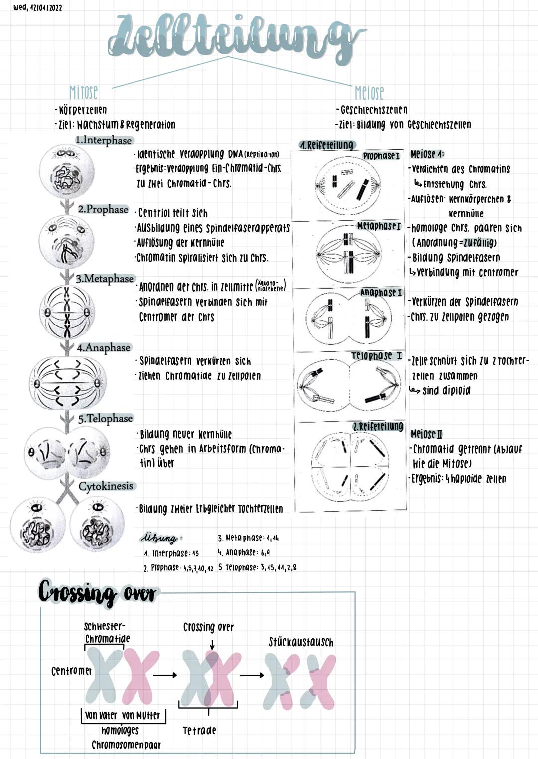 # Gegenüberstellung Mitose & Meiose

Mitose

Meiose

zweck/ziel

- Wachstum & Regeneration
- vermehrung von Körperzellen

-Bildung von Gesch