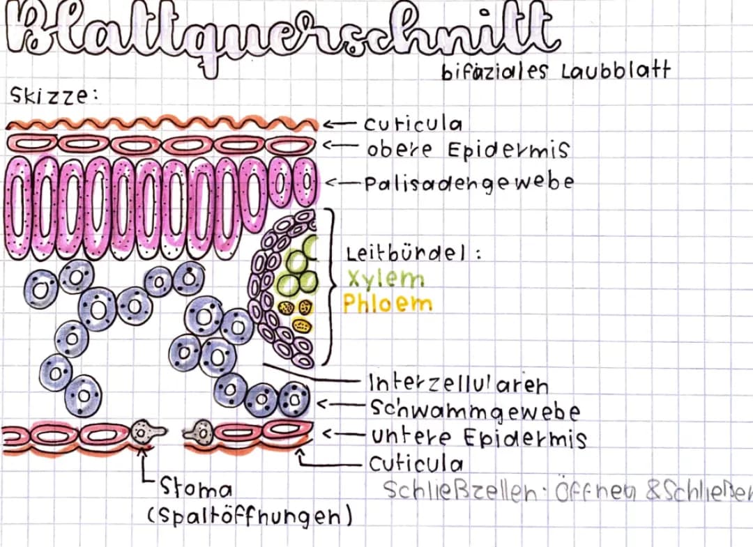 Ökologie Blattquerschnitt bifaziales Laubblatt 🌳🤓