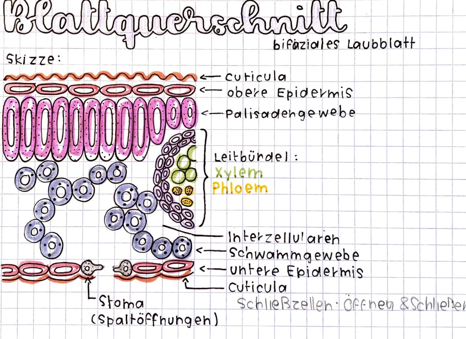 Blattquerschnitt
← cuticula
A- obere Epidermis
<-Palisadengewebe
Skizze:
DOXX
0000
1000
-Stoma
Leitbündel:
xylem
Phloem
くー
bifaziales Laubbl