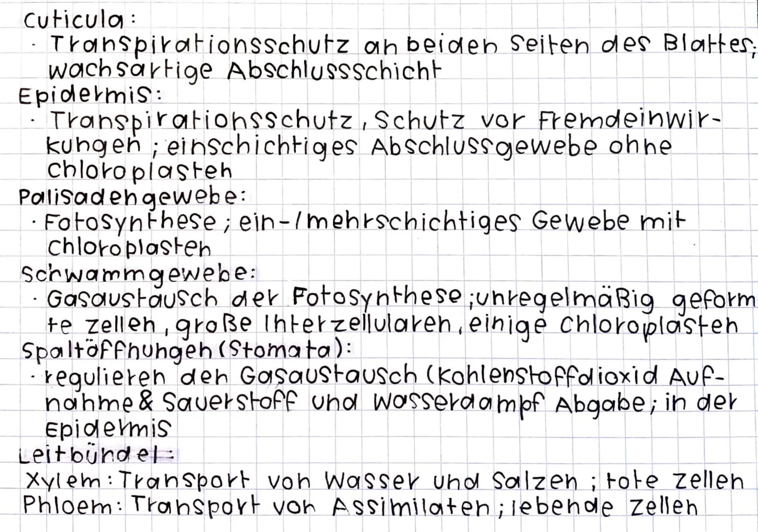 Blattquerschnitt
← cuticula
A- obere Epidermis
<-Palisadengewebe
Skizze:
DOXX
0000
1000
-Stoma
Leitbündel:
xylem
Phloem
くー
bifaziales Laubbl