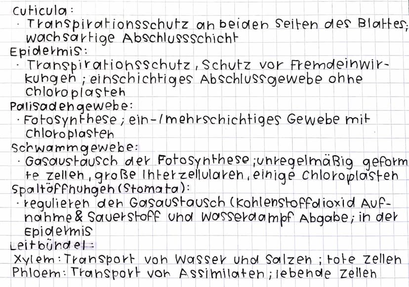 Blattquerschnitt
← cuticula
A- obere Epidermis
<-Palisadengewebe
Skizze:
DOXX
0000
1000
-Stoma
Leitbündel:
xylem
Phloem
くー
bifaziales Laubbl