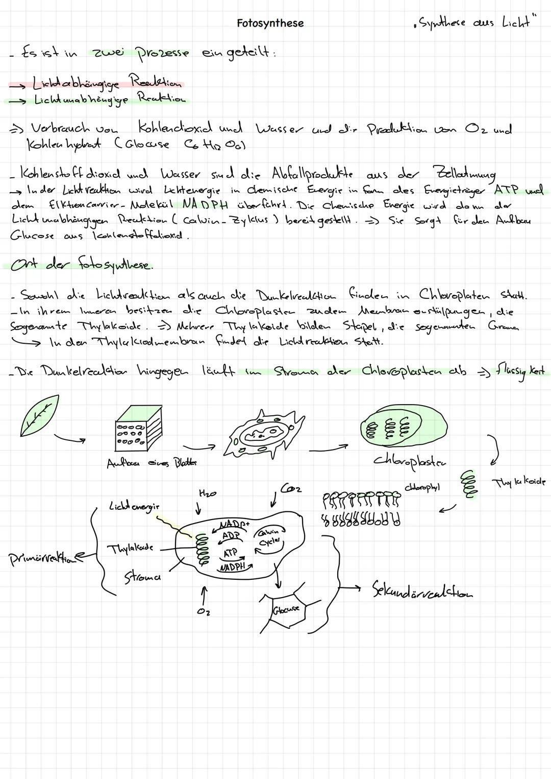 # Fotosynthese

Avin # Fotosynthese

•Synthese cus Licht"

- Es ist in zwei Prozesse ein geteilt:

Lichd abhängige Reaktion

Lichtunabhängig