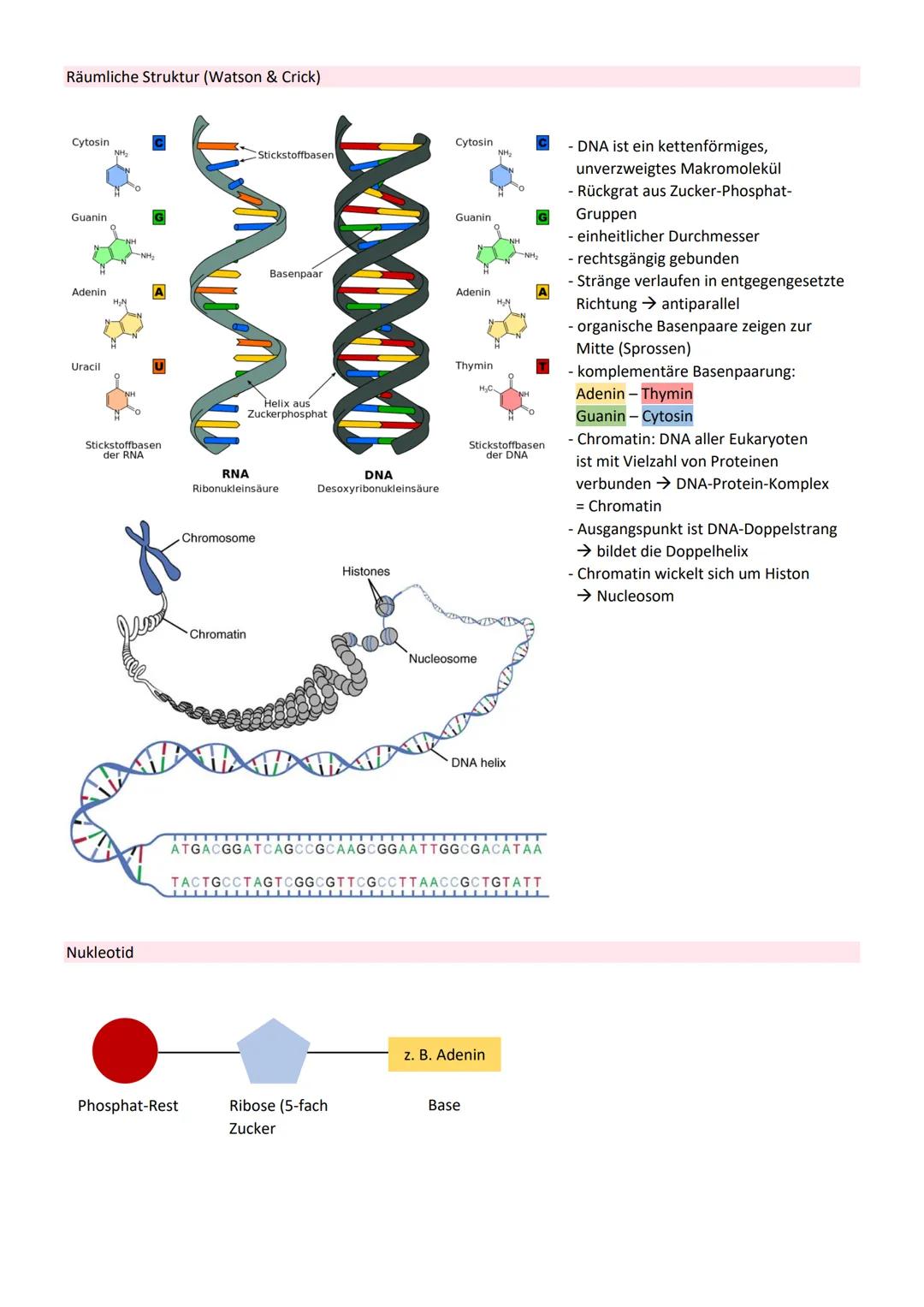 # GENETIK

= Vererbungslehre

= Wissenschaft von der Vererbung

Bau der DNA

5' Ende

Adenin

Thymin

2 Wasserstoff-
brücken
NH, 2

3' Ende
