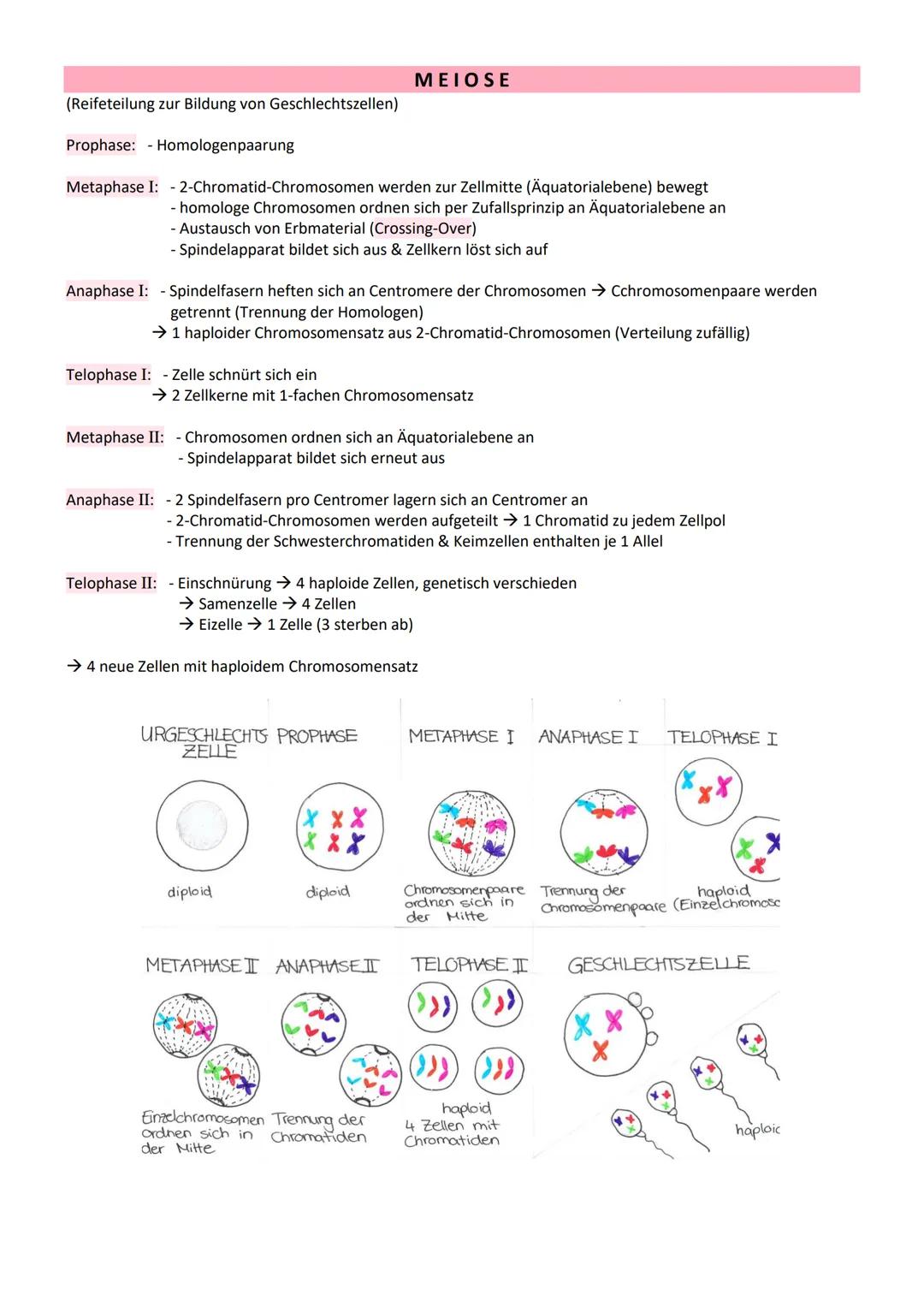 # GENETIK

= Vererbungslehre

= Wissenschaft von der Vererbung

Bau der DNA

5' Ende

Adenin

Thymin

2 Wasserstoff-
brücken
NH, 2

3' Ende
