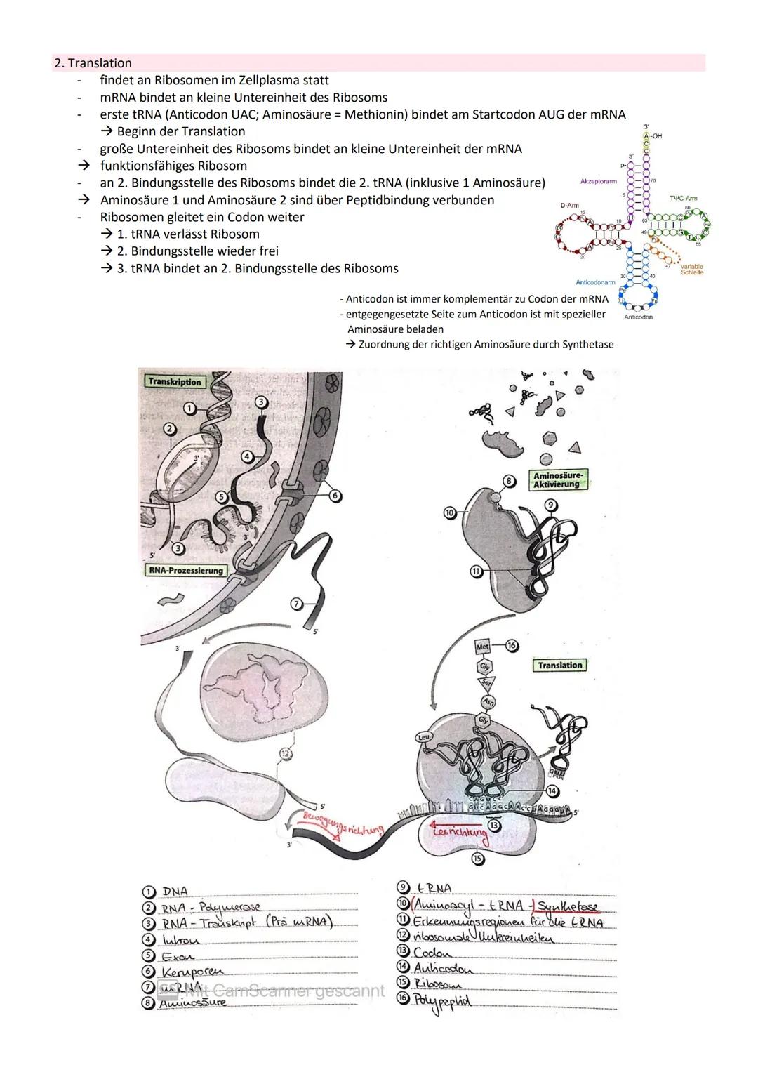 # GENETIK

= Vererbungslehre

= Wissenschaft von der Vererbung

Bau der DNA

5' Ende

Adenin

Thymin

2 Wasserstoff-
brücken
NH, 2

3' Ende
