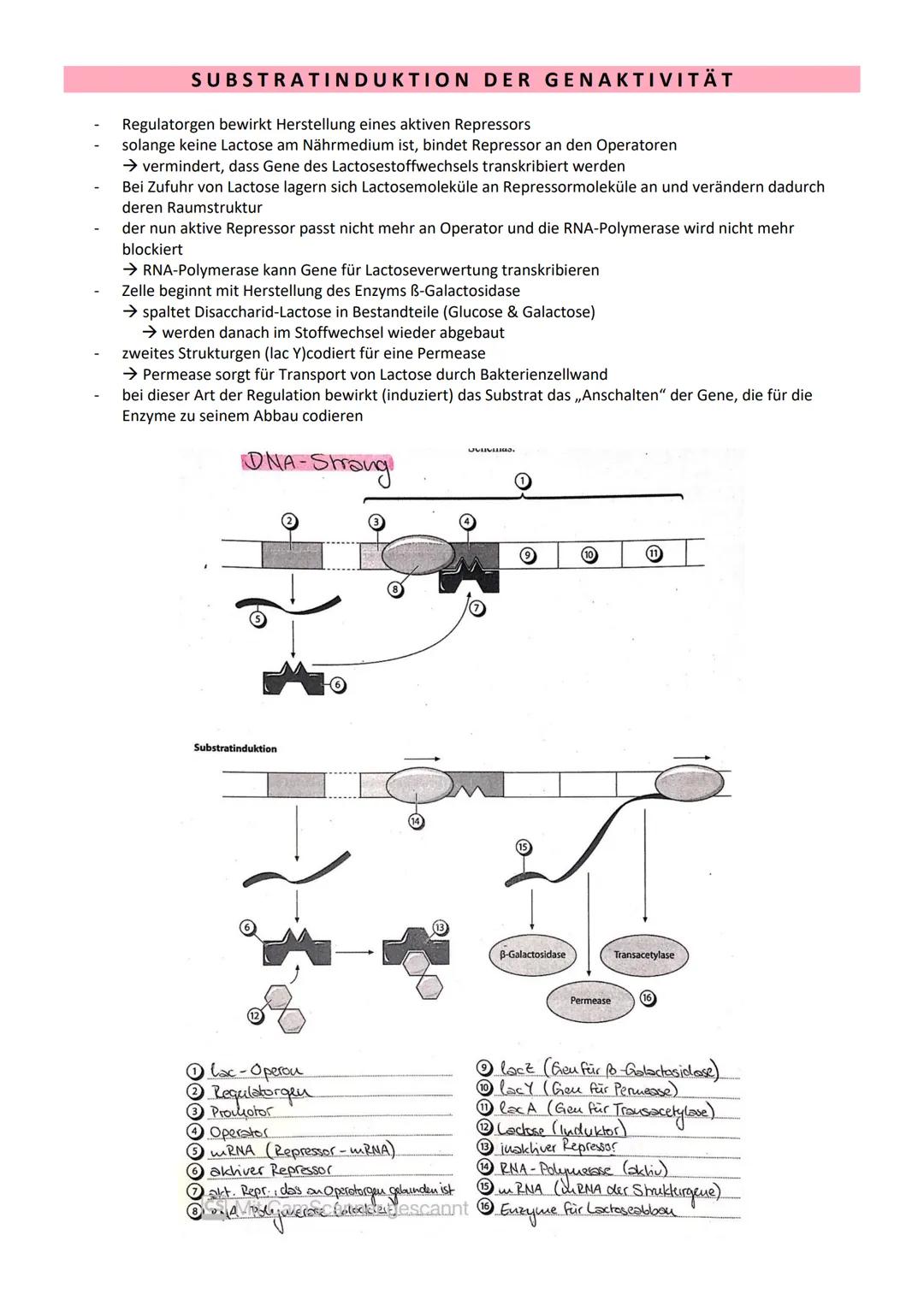 # GENETIK

= Vererbungslehre

= Wissenschaft von der Vererbung

Bau der DNA

5' Ende

Adenin

Thymin

2 Wasserstoff-
brücken
NH, 2

3' Ende
