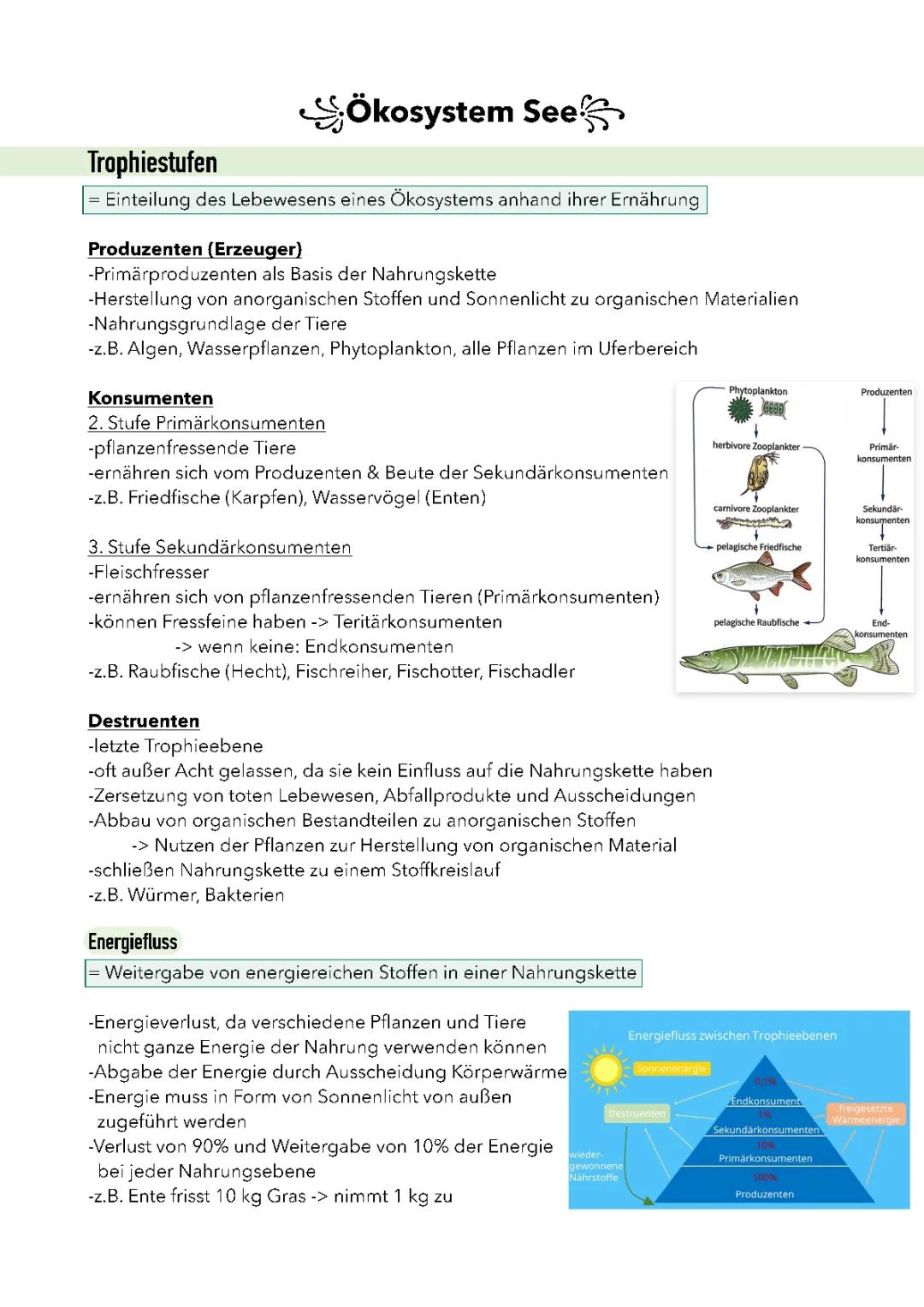 Trophiestufen im Ökosystem See verstehen