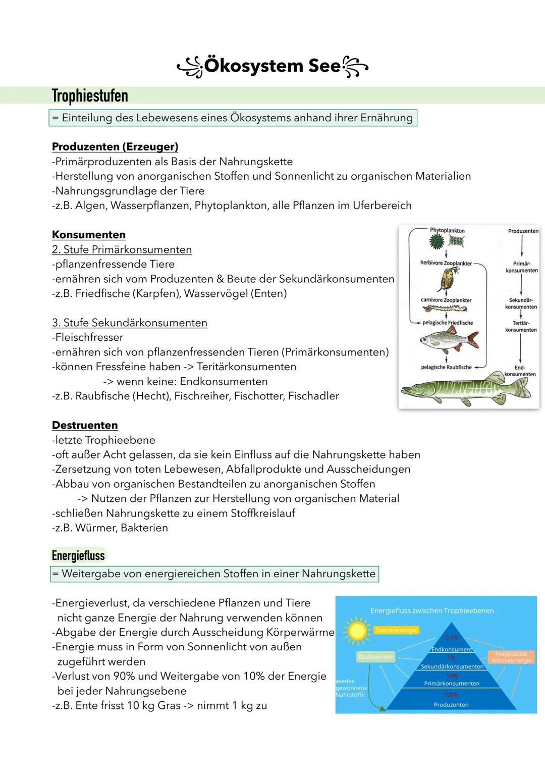 SÖkosystem See
Trophiestufen
Einteilung des Lebewesens eines Ökosystems anhand ihrer Ernährung
Produzenten (Erzeuger)
-Primärproduzenten als