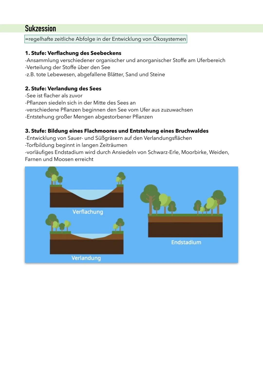 SÖkosystem See
Trophiestufen
Einteilung des Lebewesens eines Ökosystems anhand ihrer Ernährung
Produzenten (Erzeuger)
-Primärproduzenten als