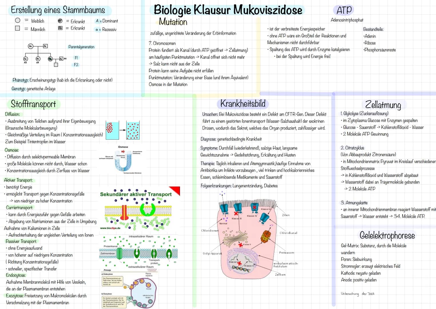 Erstellung eines Stammbaums
O = Weiblich
■ = Männlich
M
■
= Erkrankt
= Erkrankt
Parentalgeneration
FI
F2
Phänotyp: Erscheinungstyp (hab ich 