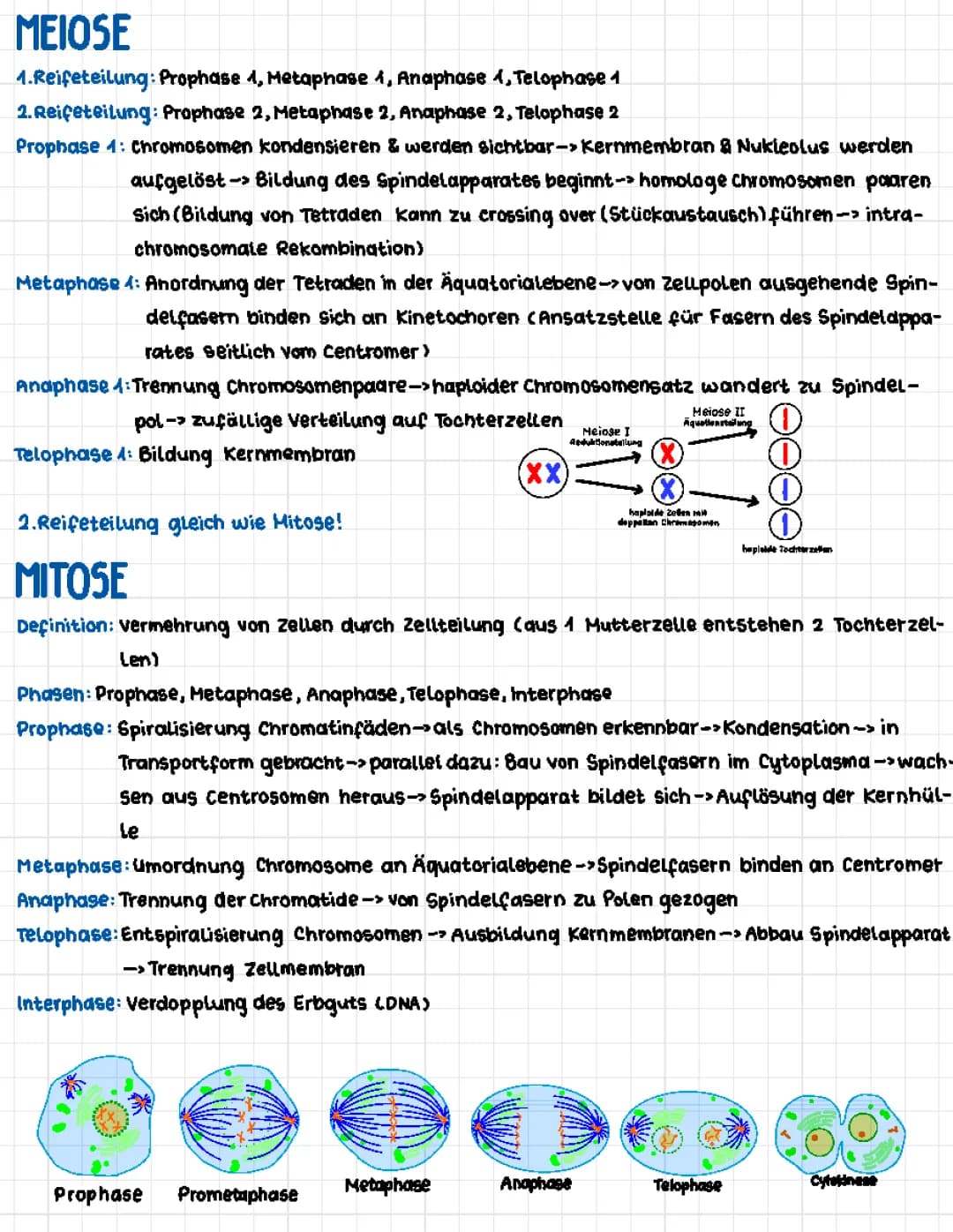 Meiose und Mitose
