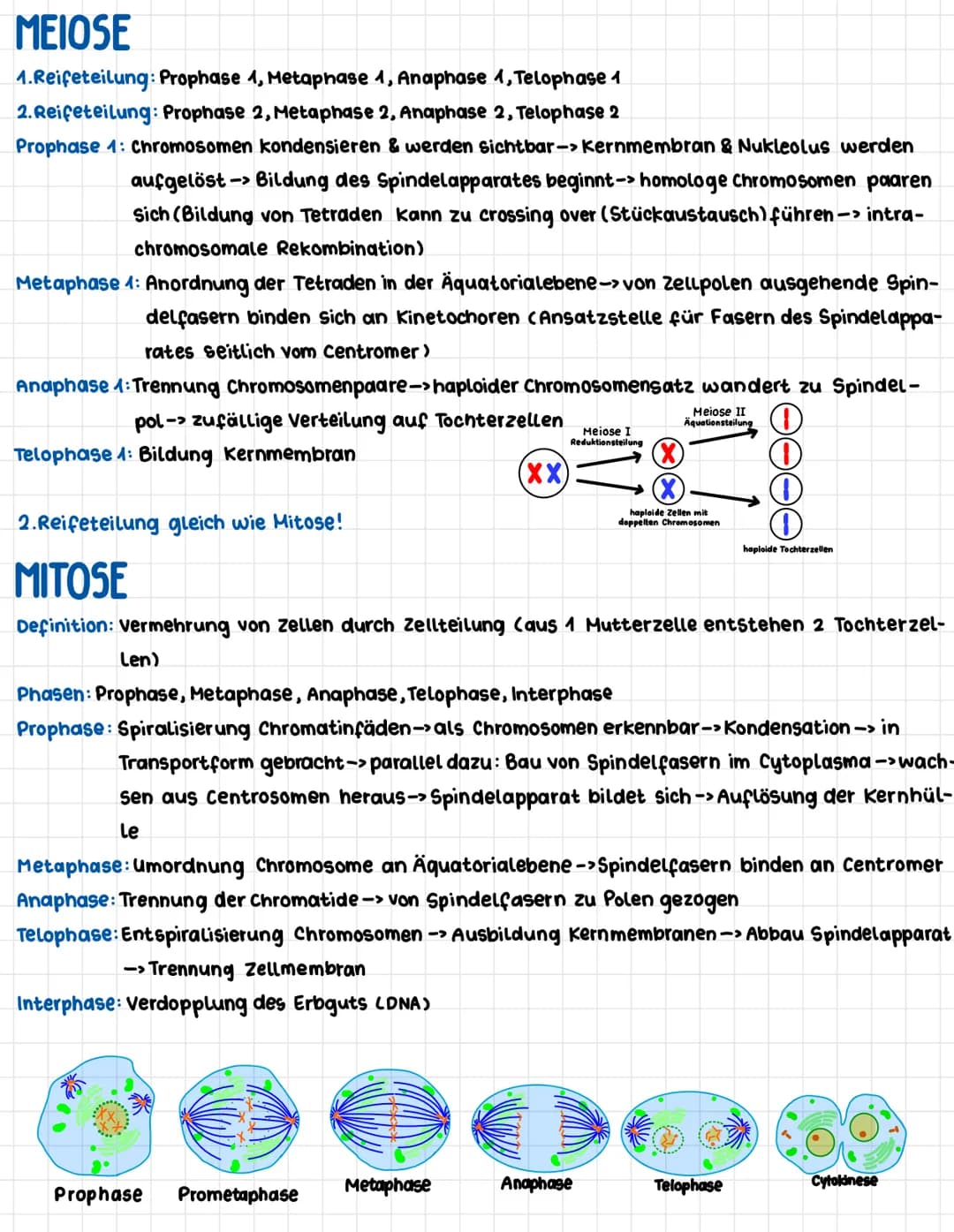 MEIOSE
1.Reifeteilung: Prophase 4, Metaphase 1, Anaphase 1, Telophase 1
2.Reifeteilung: Prophase 2, Metaphase 2, Anaphase 2, Telophase 2
Pro