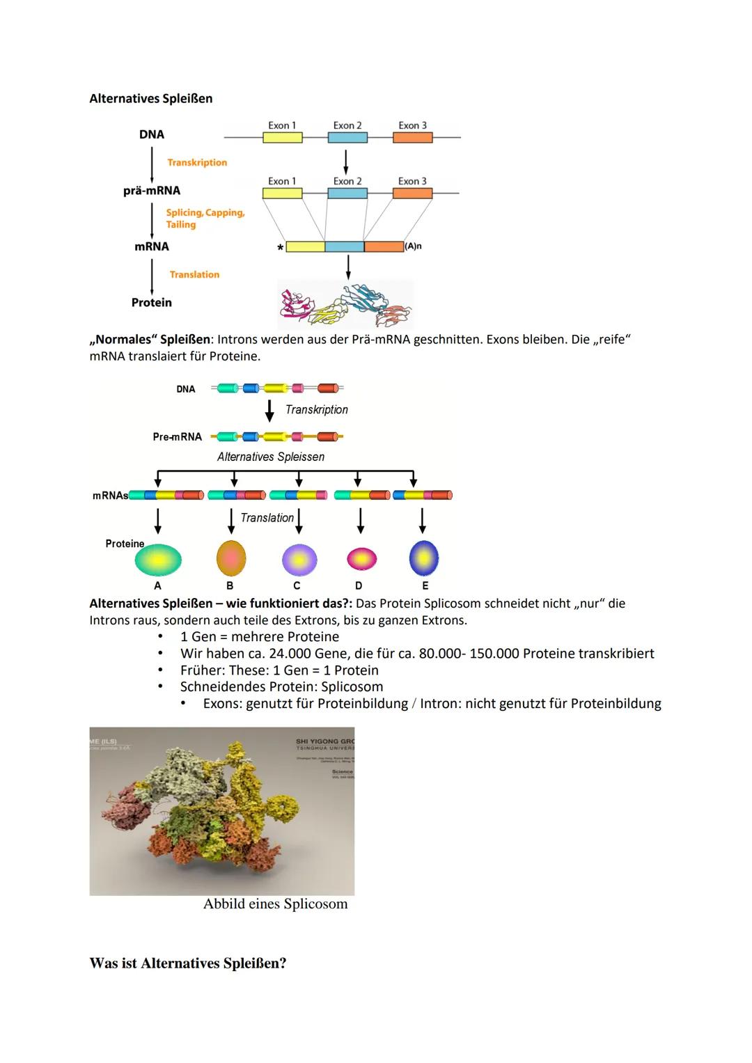 Alternatives Spleißen
mRNAs
DNA
prä-mRNA
ME (ILS)
Transkription
Proteine
pombe 3.6A
mRNA
Splicing, Capping,
Tailing
Protein
Translation
A
DN