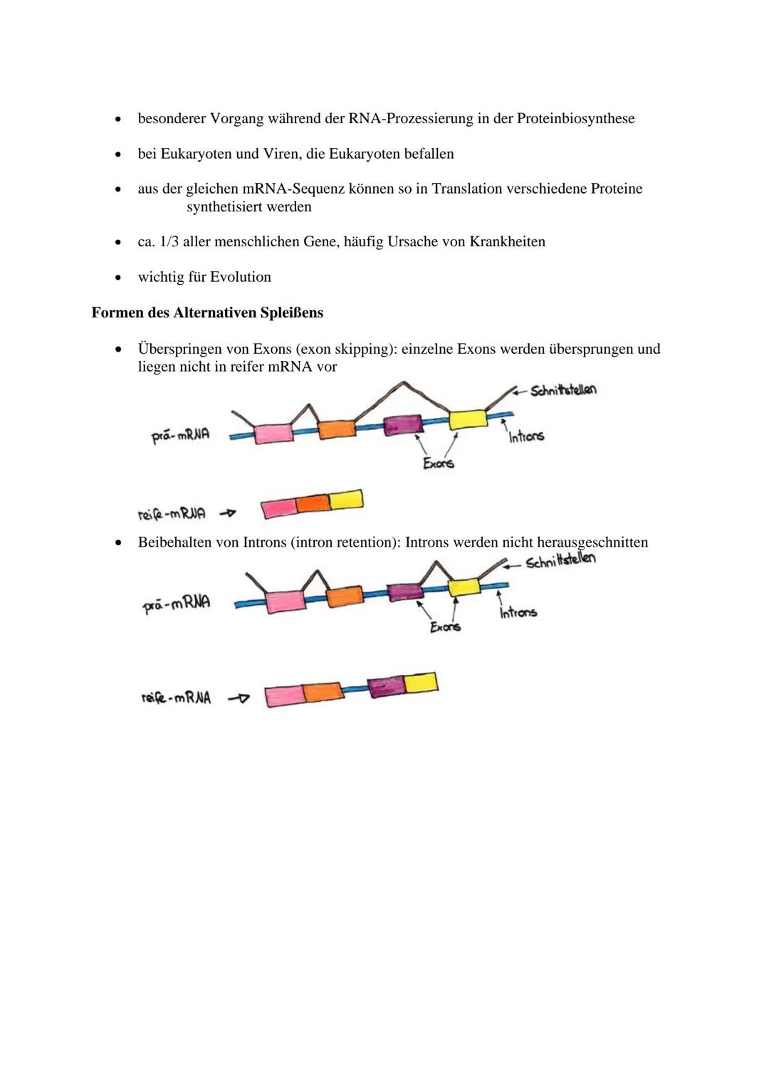 Alternatives Spleißen
mRNAs
DNA
prä-mRNA
ME (ILS)
Transkription
Proteine
pombe 3.6A
mRNA
Splicing, Capping,
Tailing
Protein
Translation
A
DN