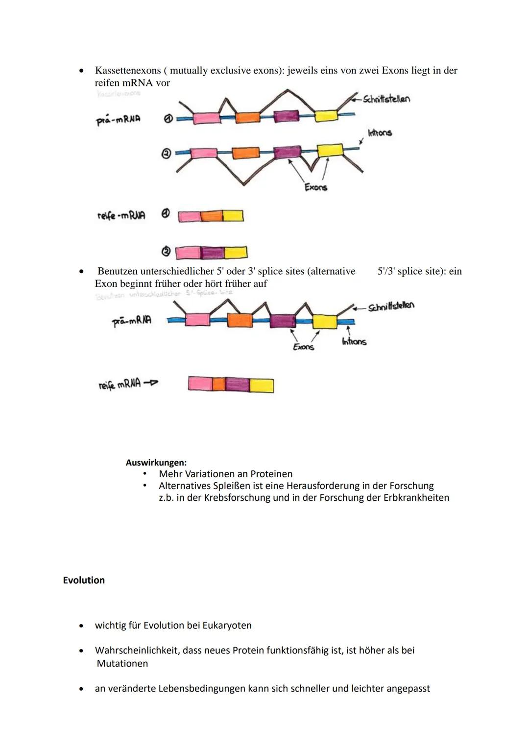 Alternatives Spleißen
mRNAs
DNA
prä-mRNA
ME (ILS)
Transkription
Proteine
pombe 3.6A
mRNA
Splicing, Capping,
Tailing
Protein
Translation
A
DN