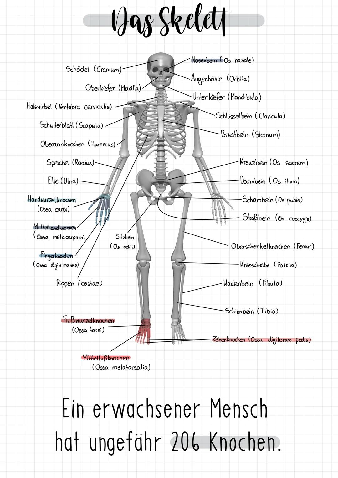 Schädel (Cranium)-
Das Skelett
Oberkiefer (Maxilla)-
Halswirbel (Vertebra cervicalis)
Schulterblatt (Scapula).
Oberarmknochen (Humerus) -
Sp