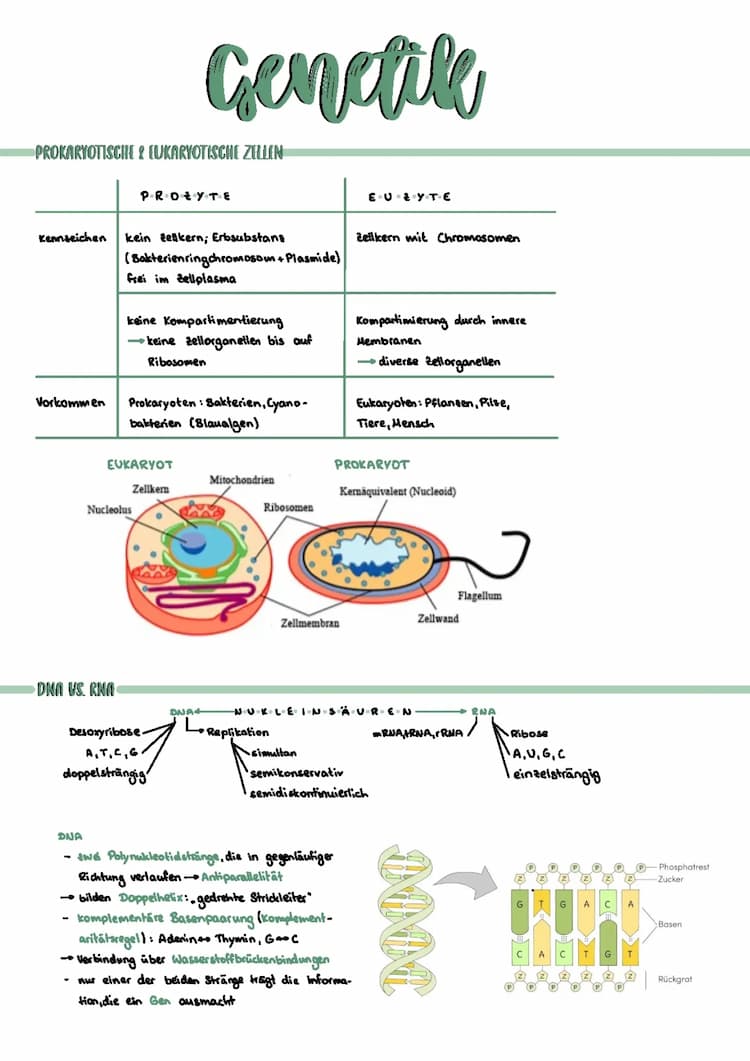 Know Genetik Abiturzusammenfassung (LK) thumbnail