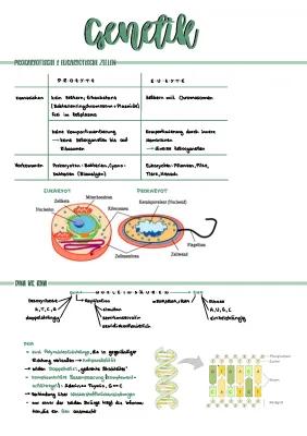 Know Genetik Abiturzusammenfassung (LK) thumbnail