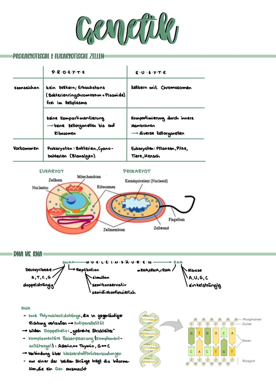 PROKARYOTISCHE & EUKARYOTISCHE ZELLEN
Kennzeichen
PROZYTE
kein telkern; Erbsubstanz
(Bakterienringchromosom + Plasmide)
frei im Zellplasma
D