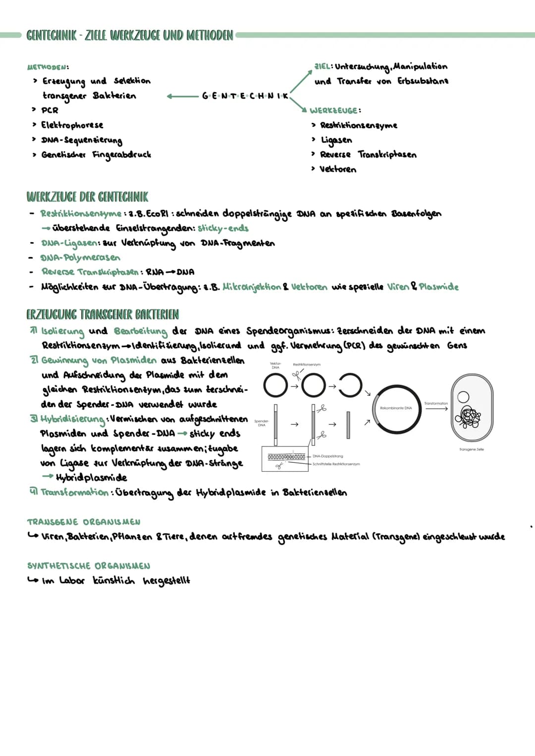 PROKARYOTISCHE & EUKARYOTISCHE ZELLEN
Kennzeichen
PROZYTE
kein telkern; Erbsubstanz
(Bakterienringchromosom + Plasmide)
frei im Zellplasma
D