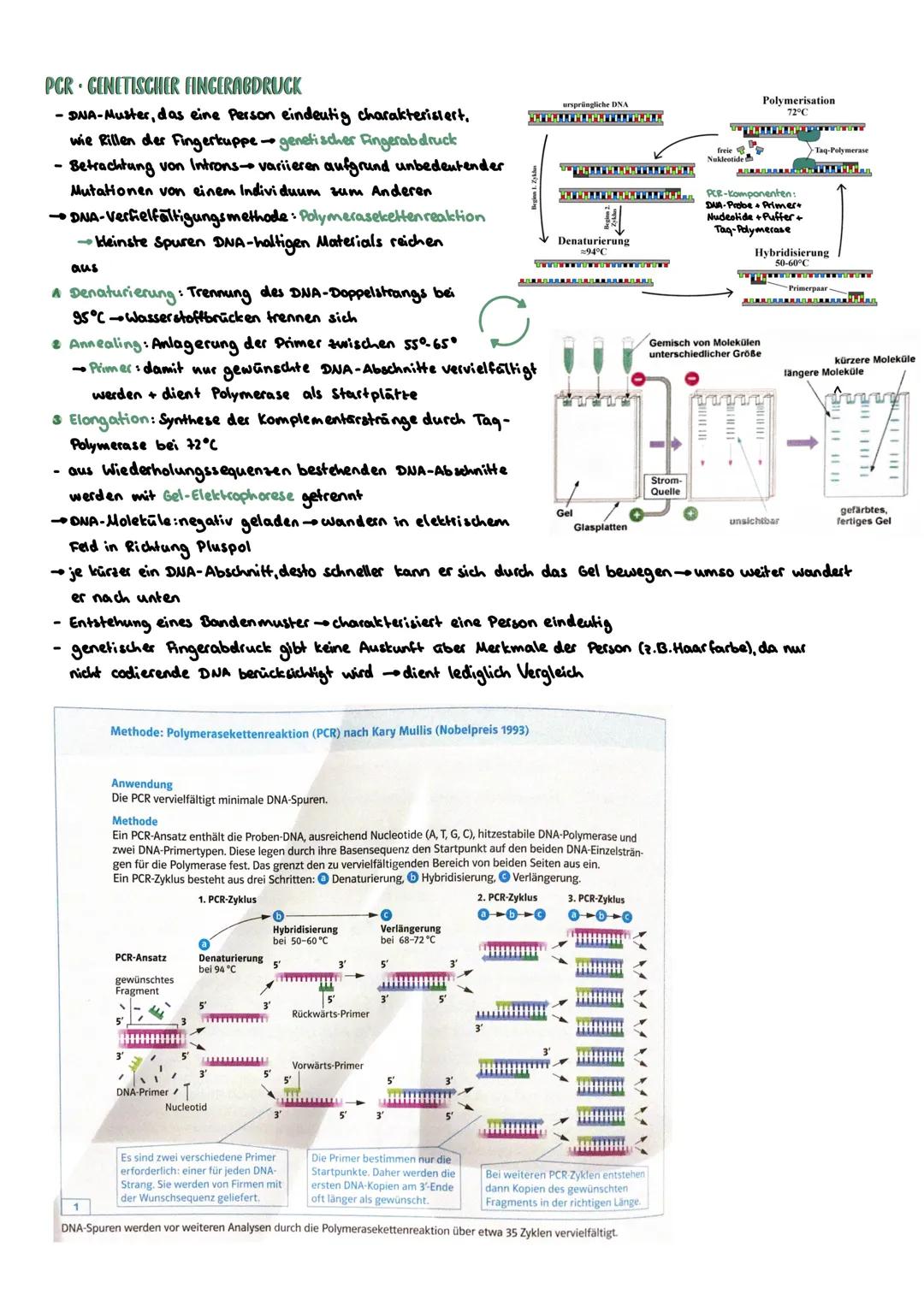 PROKARYOTISCHE & EUKARYOTISCHE ZELLEN
Kennzeichen
PROZYTE
kein telkern; Erbsubstanz
(Bakterienringchromosom + Plasmide)
frei im Zellplasma
D