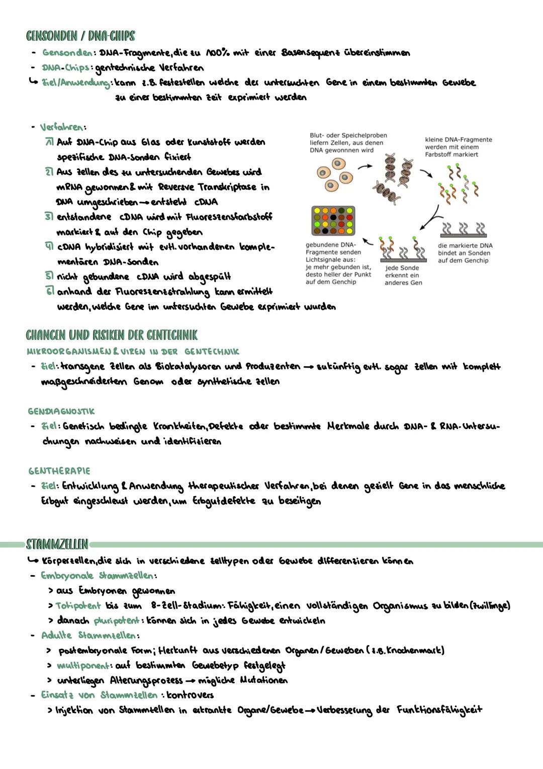 PROKARYOTISCHE & EUKARYOTISCHE ZELLEN
Kennzeichen
PROZYTE
kein telkern; Erbsubstanz
(Bakterienringchromosom + Plasmide)
frei im Zellplasma
D