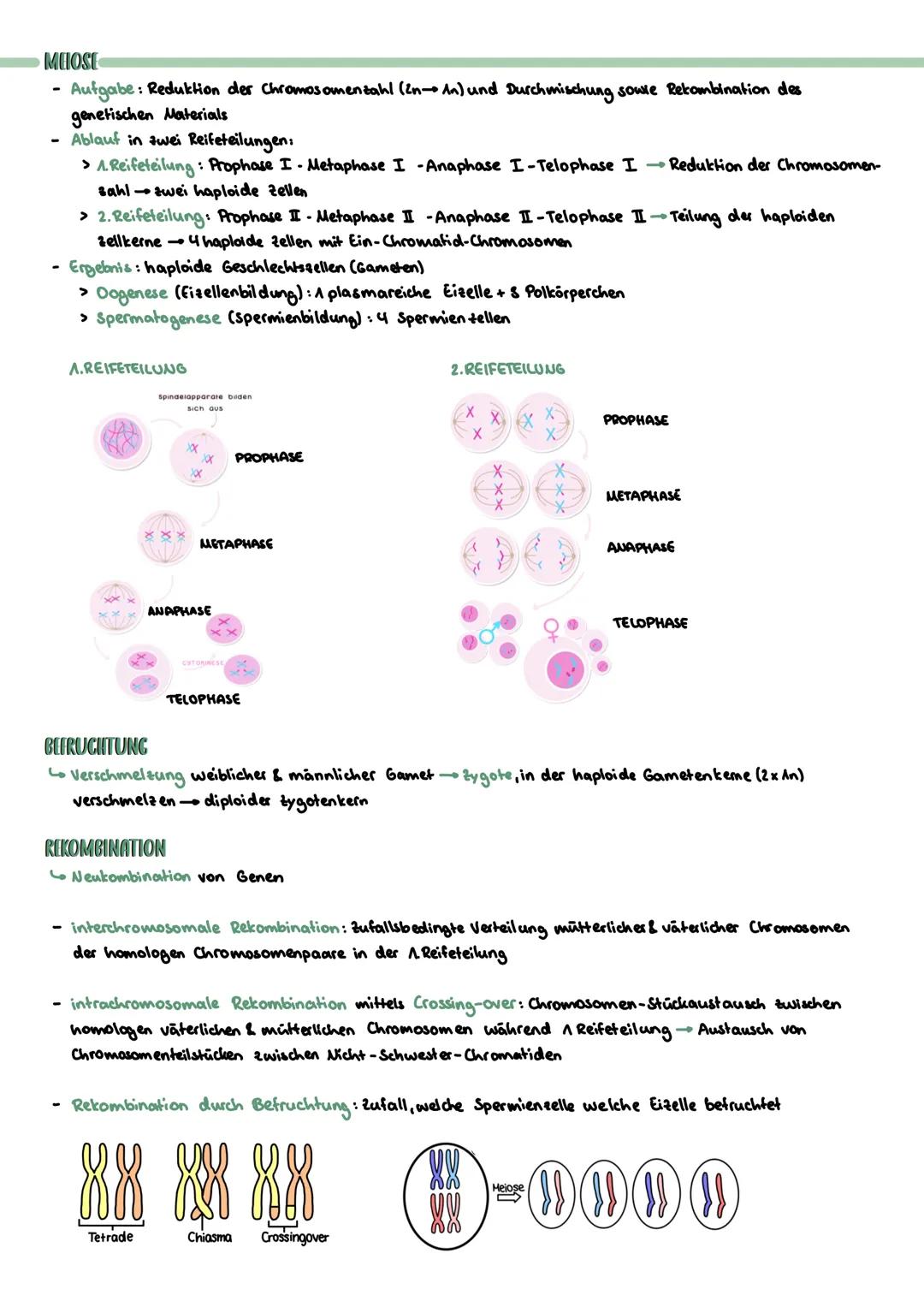 PROKARYOTISCHE & EUKARYOTISCHE ZELLEN
Kennzeichen
PROZYTE
kein telkern; Erbsubstanz
(Bakterienringchromosom + Plasmide)
frei im Zellplasma
D