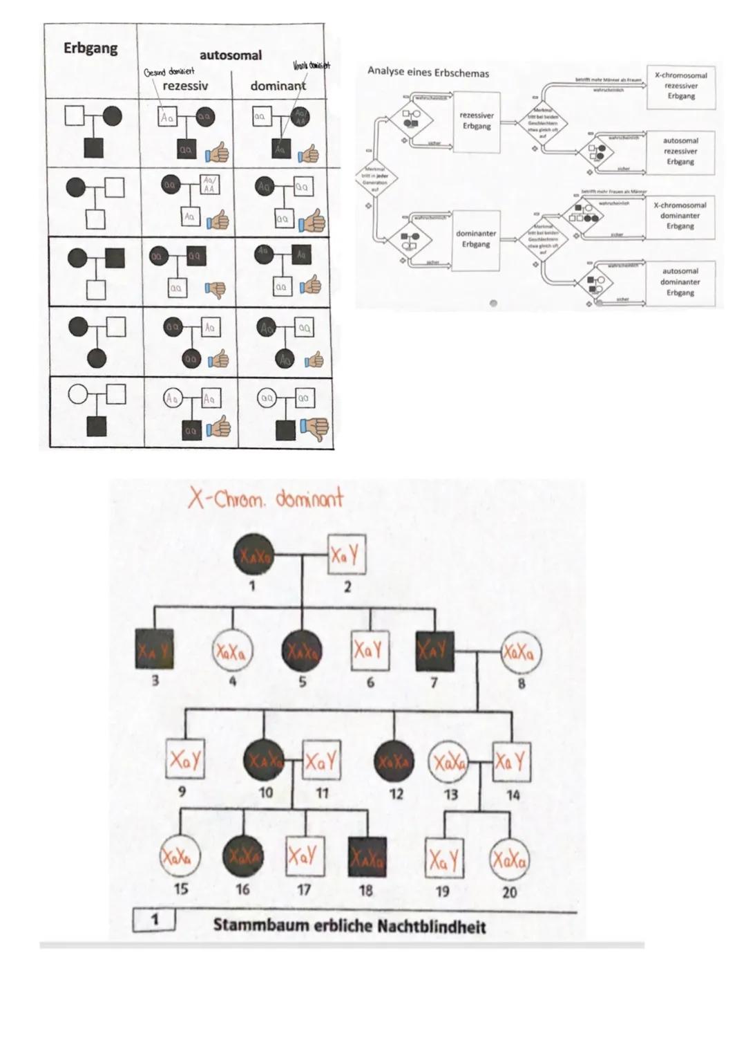 PROKARYOTISCHE & EUKARYOTISCHE ZELLEN
Kennzeichen
PROZYTE
kein telkern; Erbsubstanz
(Bakterienringchromosom + Plasmide)
frei im Zellplasma
D