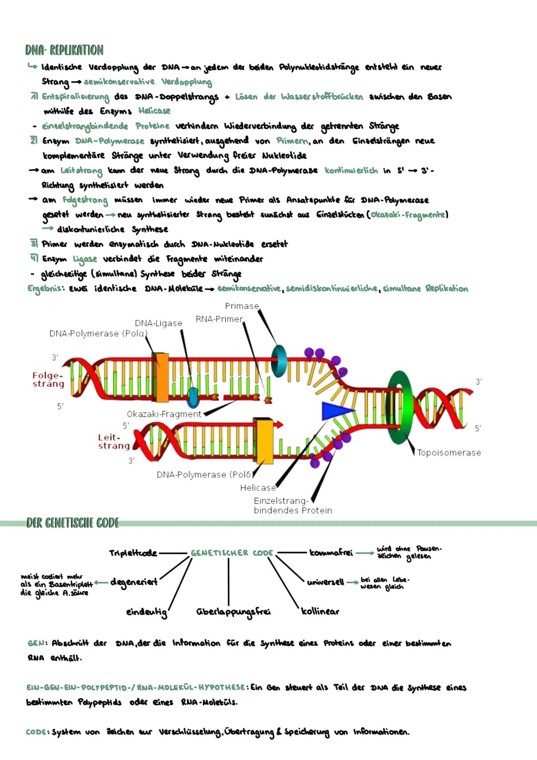 PROKARYOTISCHE & EUKARYOTISCHE ZELLEN
Kennzeichen
PROZYTE
kein telkern; Erbsubstanz
(Bakterienringchromosom + Plasmide)
frei im Zellplasma
D