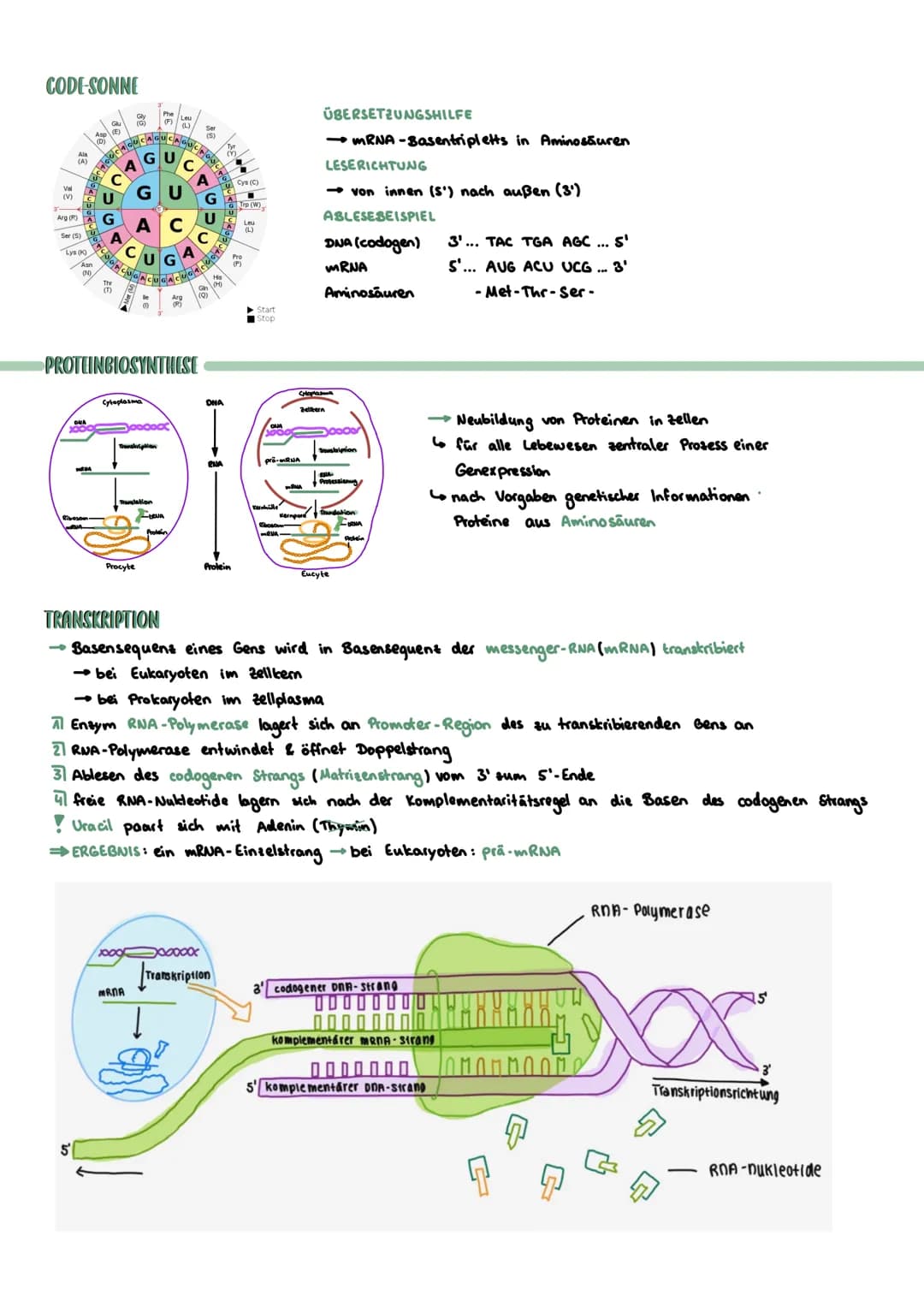 PROKARYOTISCHE & EUKARYOTISCHE ZELLEN
Kennzeichen
PROZYTE
kein telkern; Erbsubstanz
(Bakterienringchromosom + Plasmide)
frei im Zellplasma
D