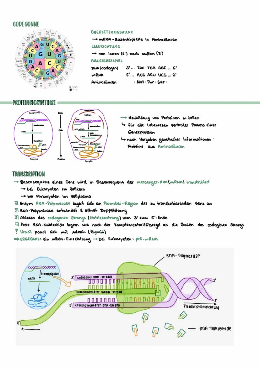 PROKARYOTISCHE & EUKARYOTISCHE ZELLEN
Kennzeichen
PROZYTE
kein telkern; Erbsubstanz
(Bakterienringchromosom + Plasmide)
frei im Zellplasma
D