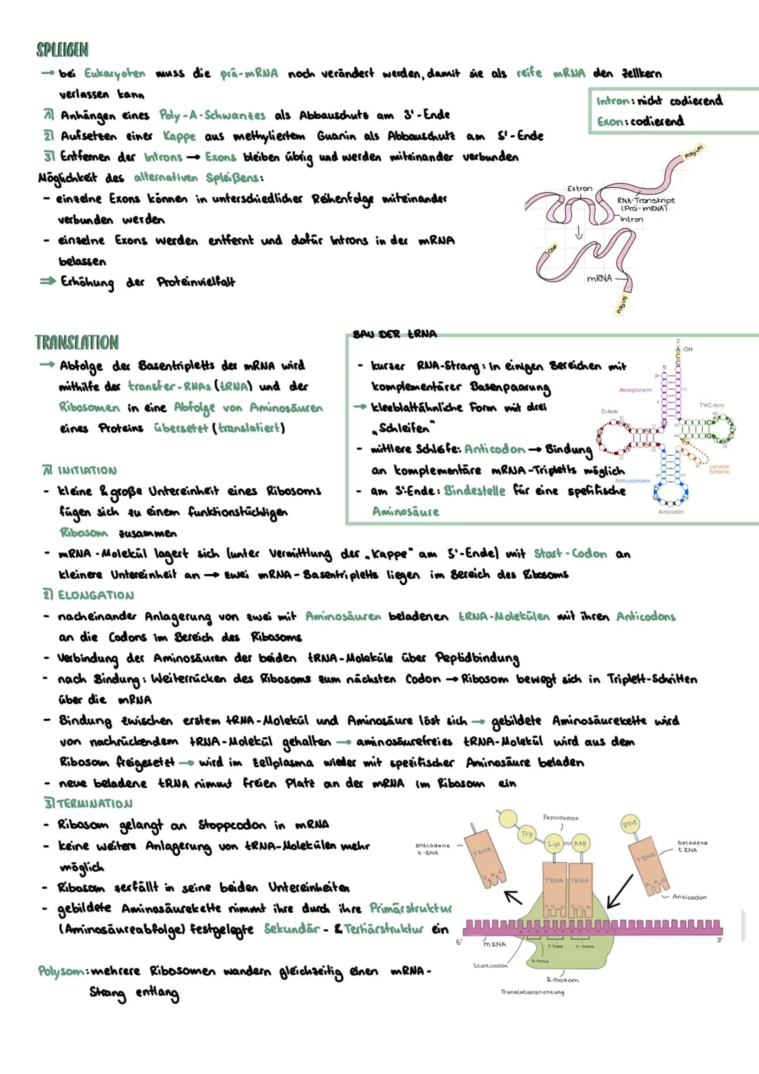 PROKARYOTISCHE & EUKARYOTISCHE ZELLEN
Kennzeichen
PROZYTE
kein telkern; Erbsubstanz
(Bakterienringchromosom + Plasmide)
frei im Zellplasma
D