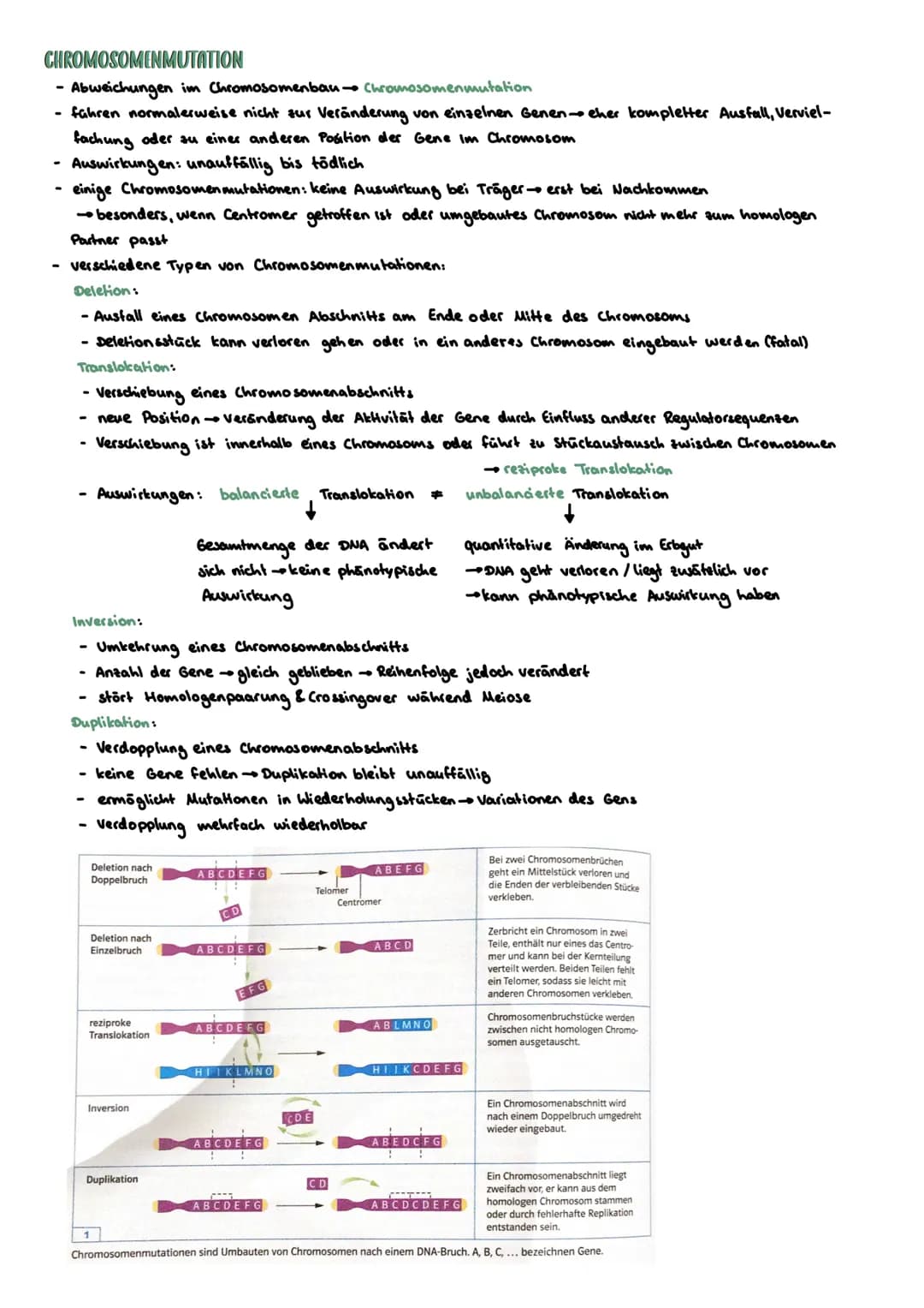 PROKARYOTISCHE & EUKARYOTISCHE ZELLEN
Kennzeichen
PROZYTE
kein telkern; Erbsubstanz
(Bakterienringchromosom + Plasmide)
frei im Zellplasma
D