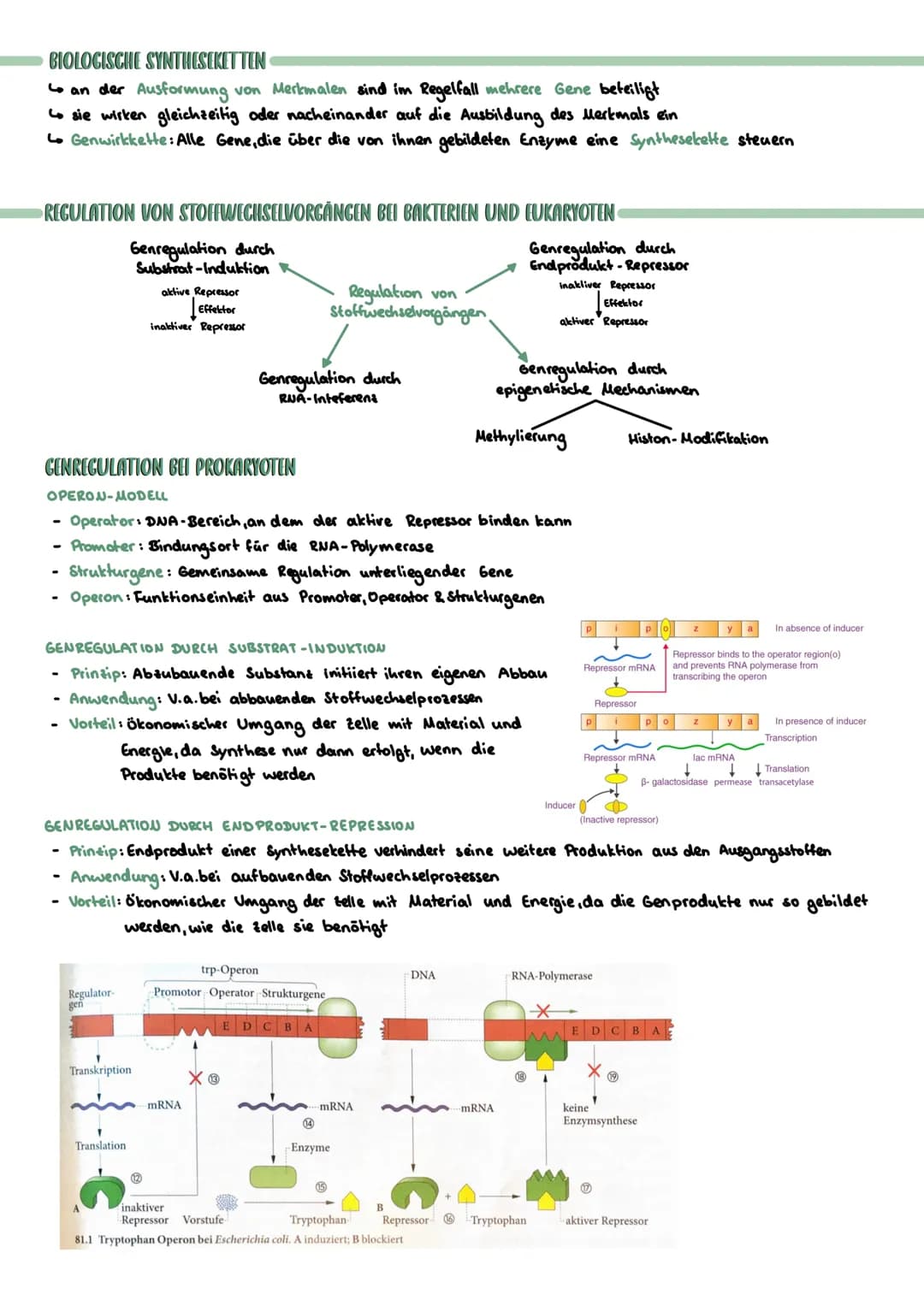 PROKARYOTISCHE & EUKARYOTISCHE ZELLEN
Kennzeichen
PROZYTE
kein telkern; Erbsubstanz
(Bakterienringchromosom + Plasmide)
frei im Zellplasma
D