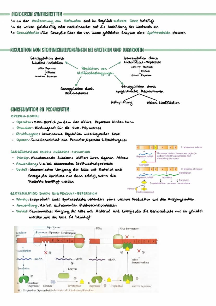 PROKARYOTISCHE & EUKARYOTISCHE ZELLEN
Kennzeichen
PROZYTE
kein telkern; Erbsubstanz
(Bakterienringchromosom + Plasmide)
frei im Zellplasma
D
