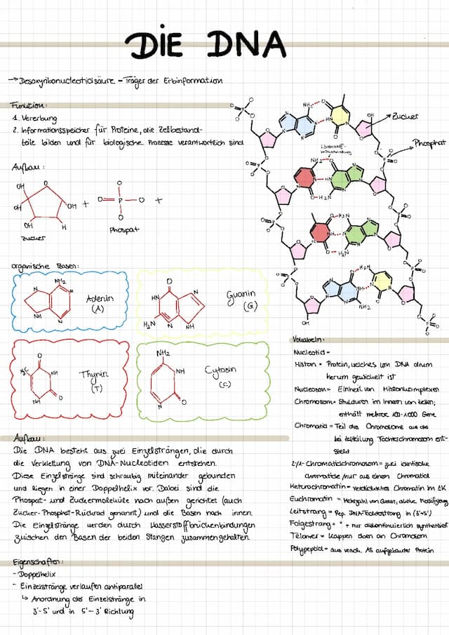 Know DNA Aufbau  thumbnail