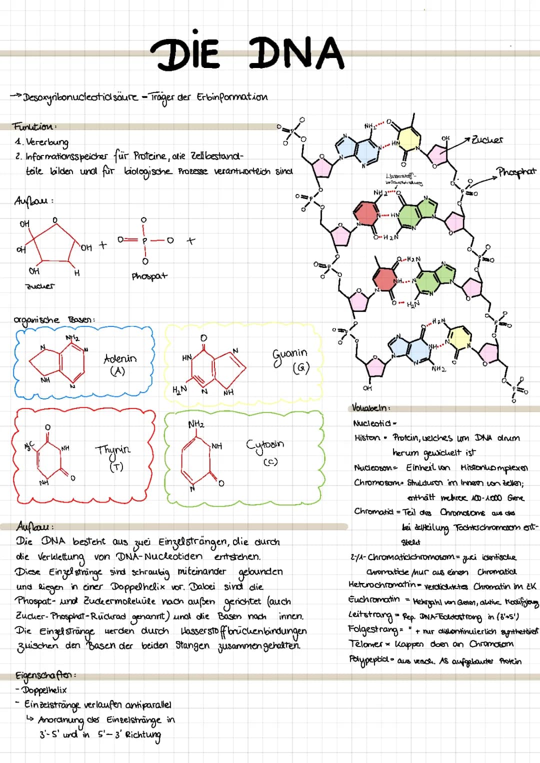 DNA Aufbau 