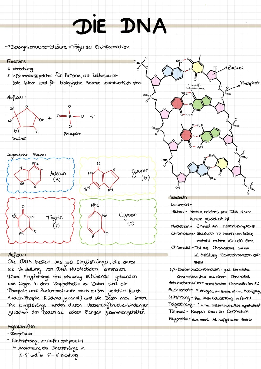 →Desoxyribonucleotid säure - Träger der Erbinformation.
Funktion:
1. Vererbung
2. Informationsspeicher für Proteine, die Zell bestand-
teile