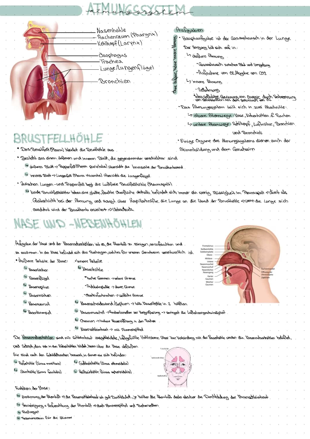 Atmungssystem