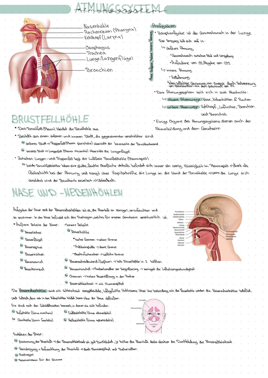 Atmungssystem
Nasenhöhle
Rachenraum (Pharynx)
-Kehlkopf (Larynx)
BRUSTFELLHÖHLE
•Das Brushfell (Pleura) bleidet die Brusthöhle aus
-Ösophagu