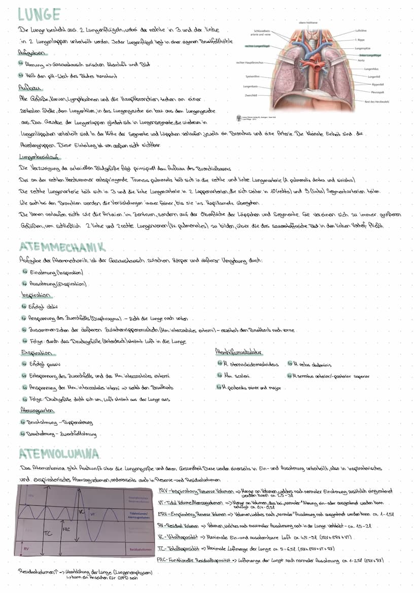 Atmungssystem
Nasenhöhle
Rachenraum (Pharynx)
-Kehlkopf (Larynx)
BRUSTFELLHÖHLE
•Das Brushfell (Pleura) bleidet die Brusthöhle aus
-Ösophagu