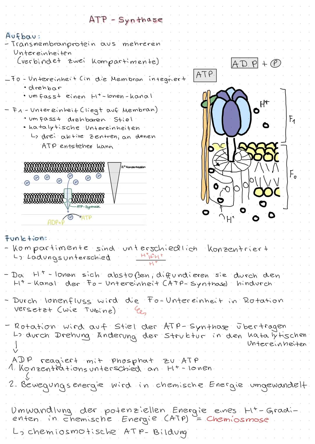 ATP Synthase